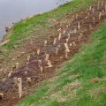 Everything You Need to Know About Brush Layering for Erosion Control