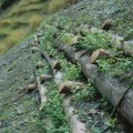 What You Need to Know About Live Crib Walls for Erosion Control