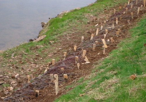 Everything You Need to Know About Brush Layering for Erosion Control